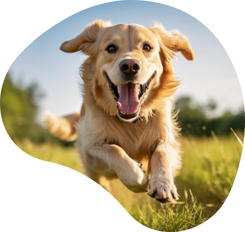 jumpping-dog