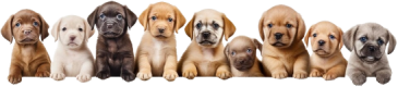 footer-dogs
