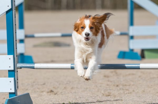 Dog agility in action. Kooikerhondje jumps over an agility hurdle in agility competition